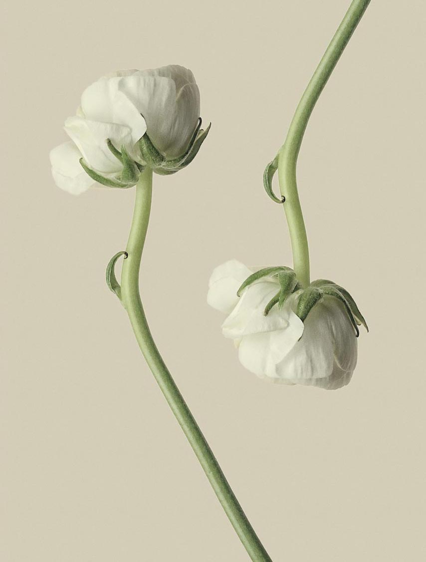 花が２本横たわる画像