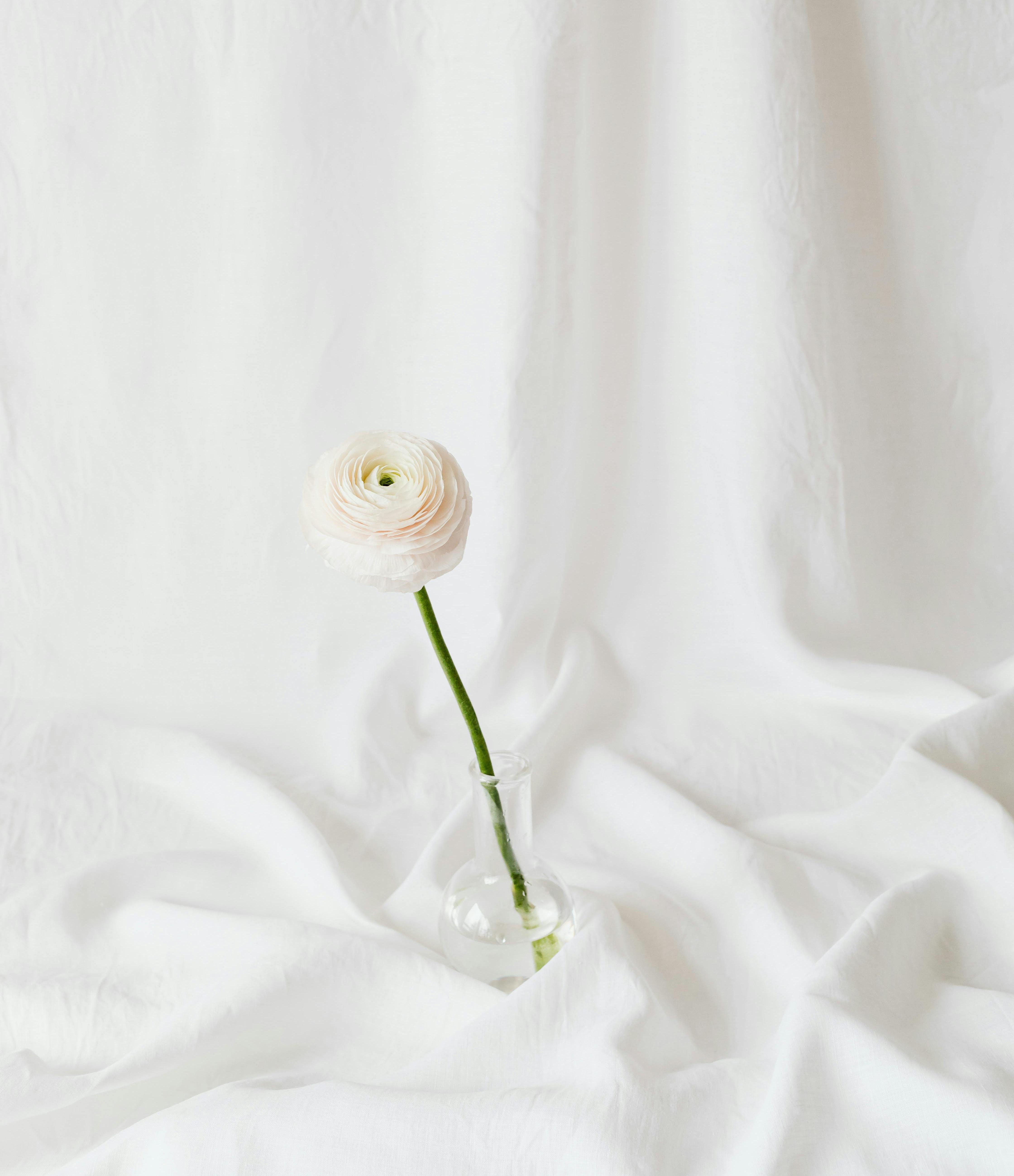 一輪の花の画像